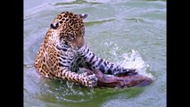 Леопард ( Panthera pardus ) [ Это интересно ] Животные Африки