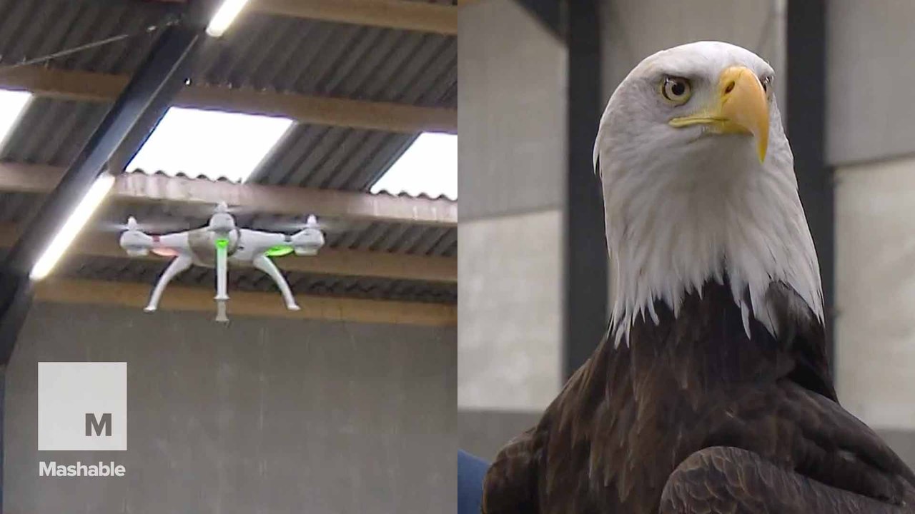 Dutch police are teaching eagles to capture drones that go rogue