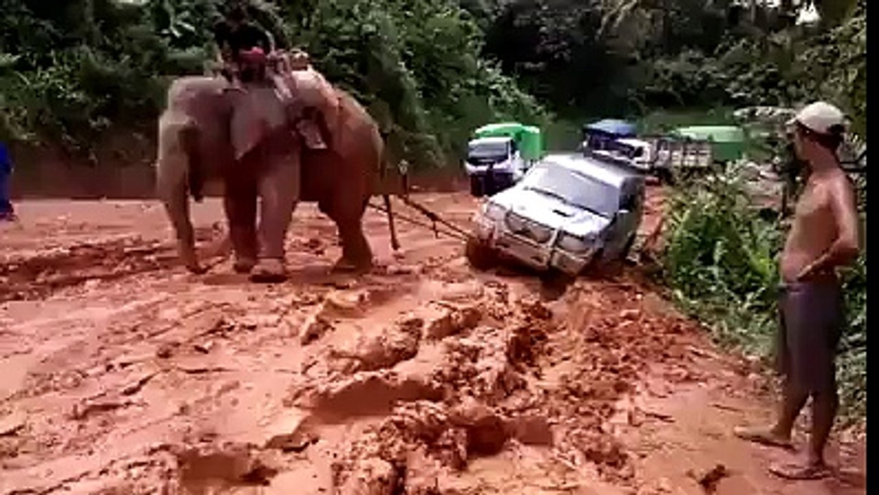 elephant power