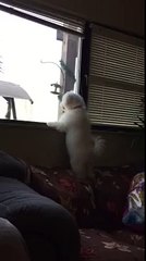 Bichon Frise whining want to go outside play with kids