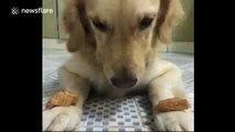Drooling dog is DESPERATE for its owner to say it can start eating