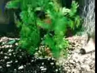 piranah vs poisson rouge