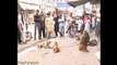 Monkey And Dog Very Funny Fight - Must Watch