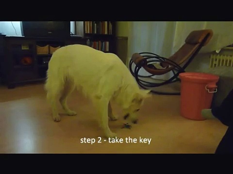 clickertraining - free shaping "cleanup" - white shepherd - weisser schweizer schäferhund