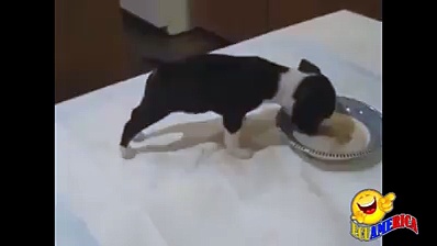 funny dog milk drinking