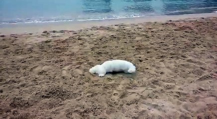Bichon frise 比熊- zone zone at the beach