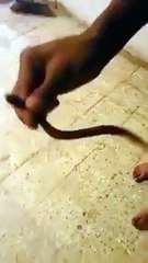 Yılandan Korkmam Diyen Yalan Söyler