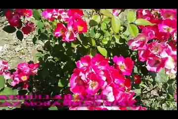 Pashto Natiya Tapi Atiqullah Asir