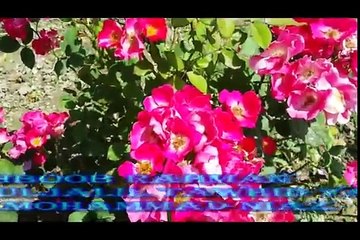 Pashto Naat Mahboob Rahman Mashoom Guwalo Bagh Ta Rasha Jana