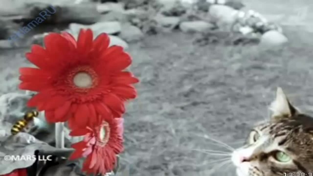 Kitekat китикет корм для кошек русская реклама