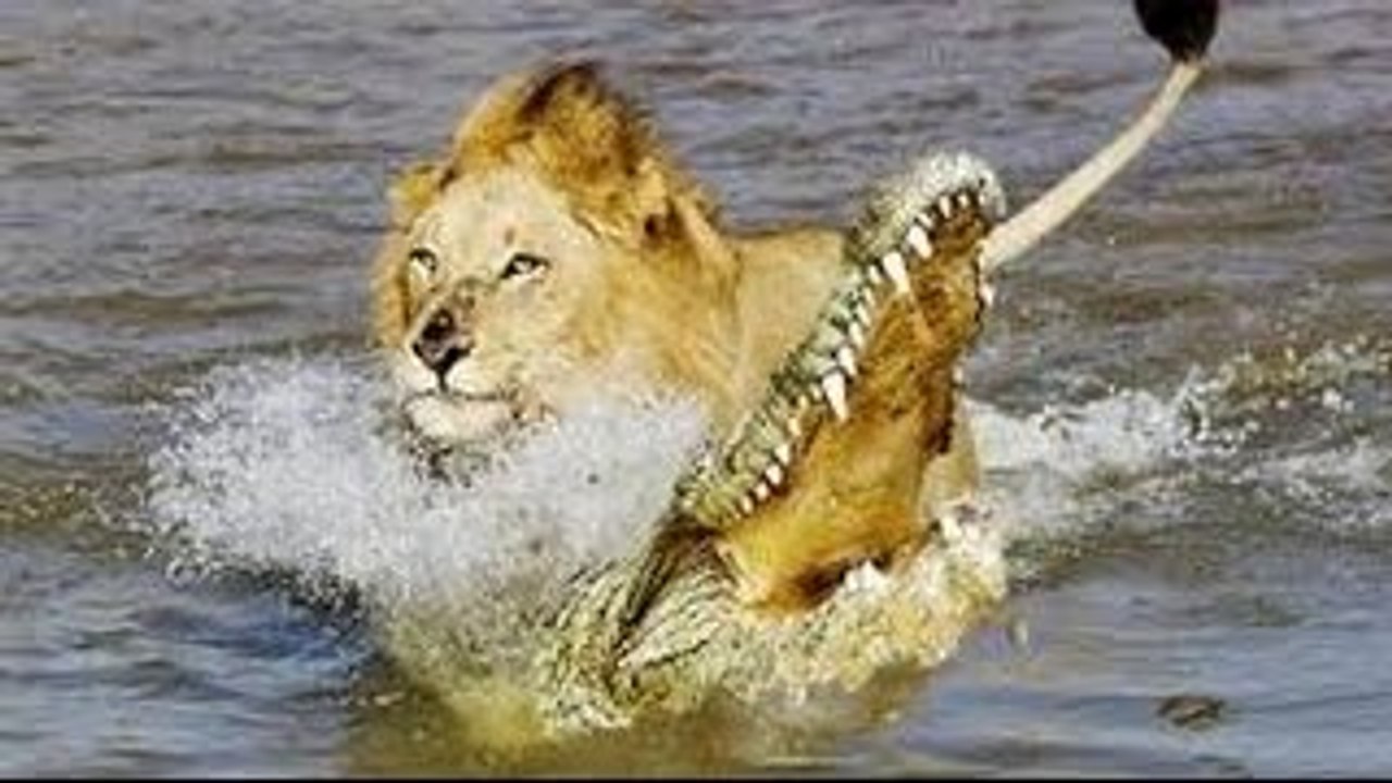 King Lion Wild Nature Documentary 720p