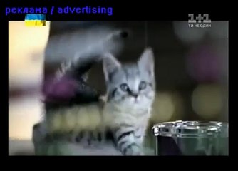 whiskas для котят  корм для котят  вискас для котят