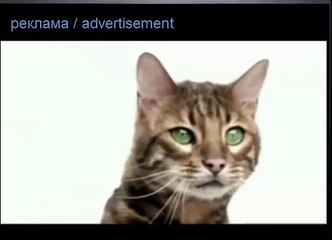 Кошачий корм  PERFECT FIT  перфект фит  реклама кошачьего корма