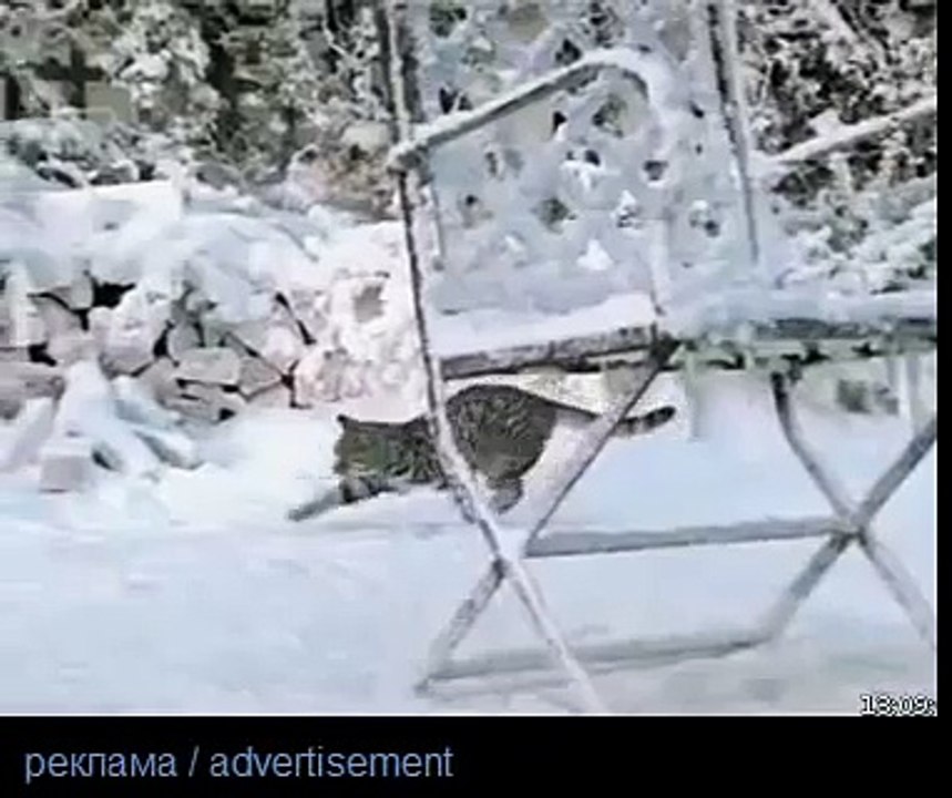 Кошачий корм  WISKAS  вискас  adwertising WISKAS  реклама WISKAS  реклама вискас