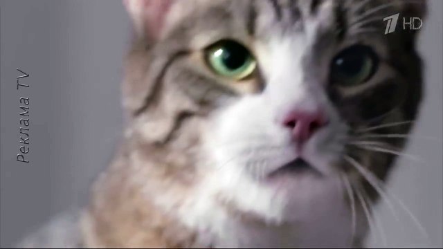 Реклама 2015 корм для кошек КитеКэт KiteKat. Сэлфи смартфон. Улыбочку.