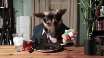 İnsan Gibi Yemek Yiyen Köpek