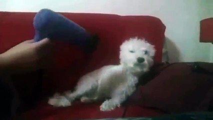 BICHON FRISE LUNA NE VOLI FEN