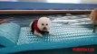 Cute Bichon Frise Pup Swimming Having Fun
