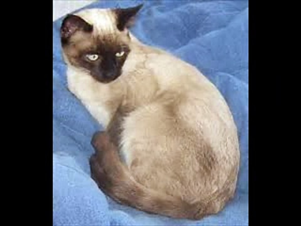 Cats