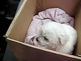 Bichon Frise Puppy: Bella in the car