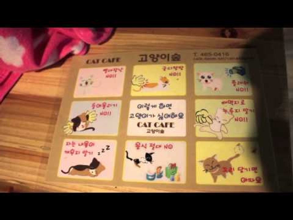 Cute Cat cafe in South Korea