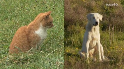 Study shows who loves you more: cats or dogs?