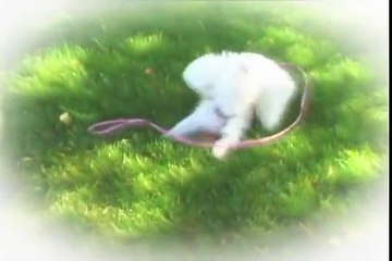 Bichon Frise best friends (thank you Merry Dawn Kennels, Minonk Il near Chicago)