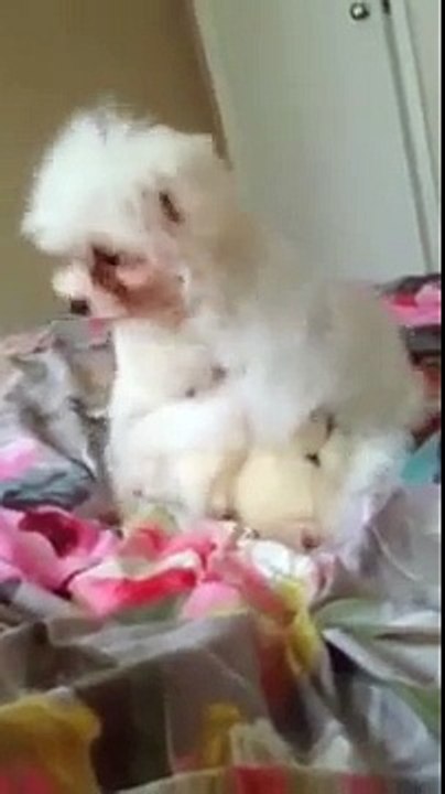 PUFFY | Bichon Frise Puppies | Bichon Frise Playing |
