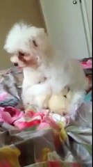 PUFFY | Bichon Frise Puppies | Bichon Frise Playing |