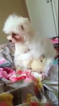 PUFFY | Bichon Frise Puppies | Bichon Frise Playing |