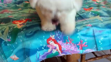 "Chelsi" - Female Bichon Frise