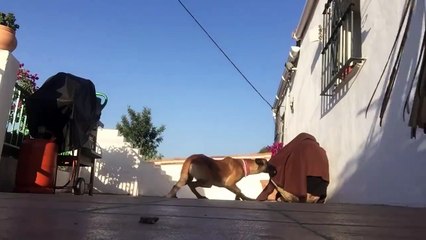 This dog loves his man