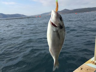 Çeşme Ildır Balık Avı 29.01.2016