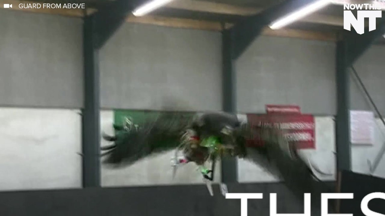 Eagles Are Being Trained To Take Down Drones