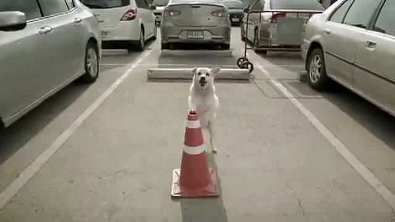 Dogs are Always Cute