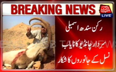 Abuse Of Power, MPA Sardar Chandio Hunting Restricted Animals