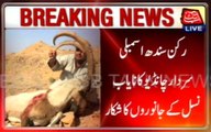 Abuse Of Power, MPA Sardar Chandio Hunting Restricted Animals