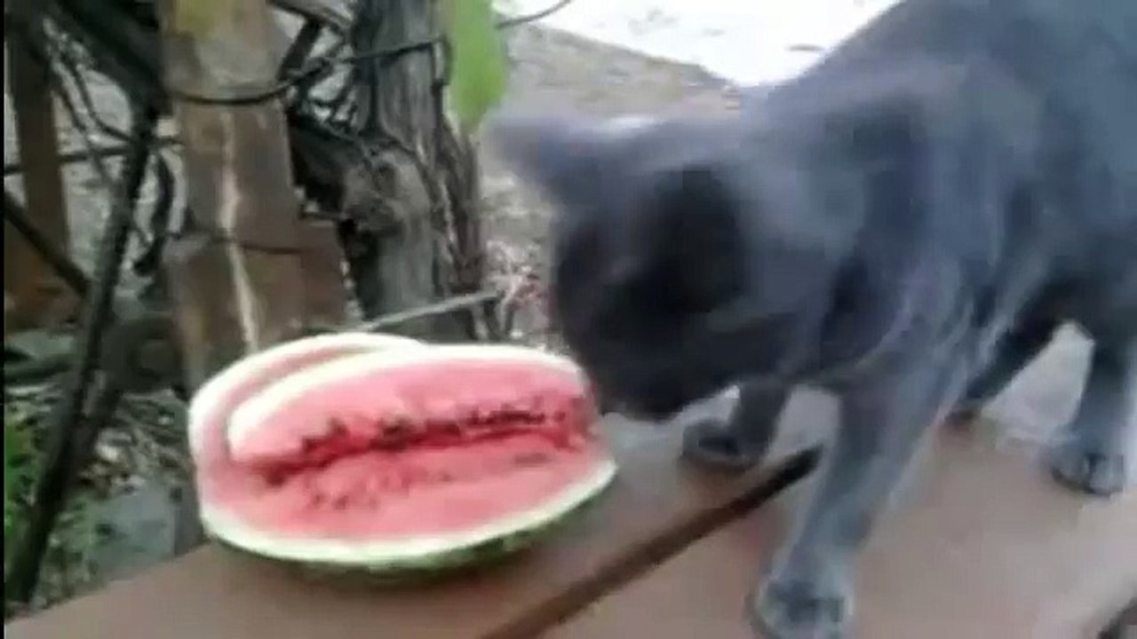 Вкусный арбуз попался