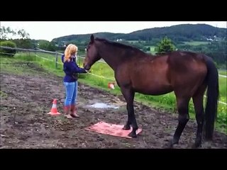 Clickertraining: Abbey und die Matte