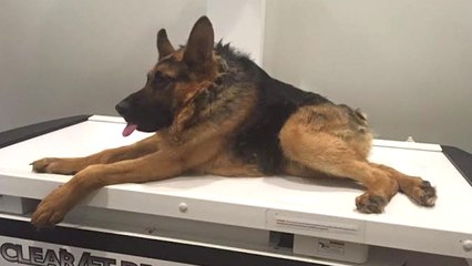 Quasimodo the Special Needs Dog Becomes A Celebrity