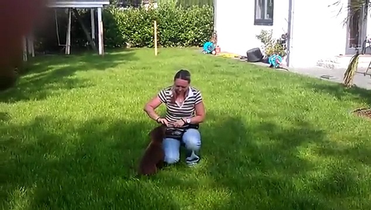 Clickertraining For4Paws Teil2