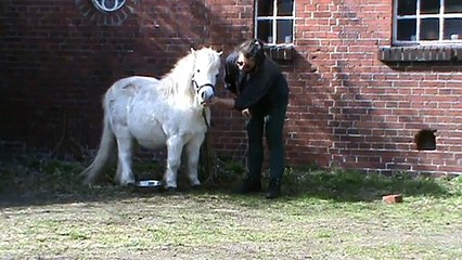 Clickertraining voor Paarden: een oefening "Clicken voor Geduld"