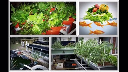 Aquaponics 4 You Reviews-Is It Worth The Cost?