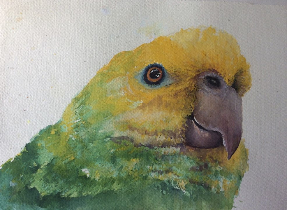 How to paint an Amazon Parrot with Watercolor, step by step tutorial