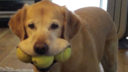 You Can&#39;t Help But Smile At These Smiling Dogs