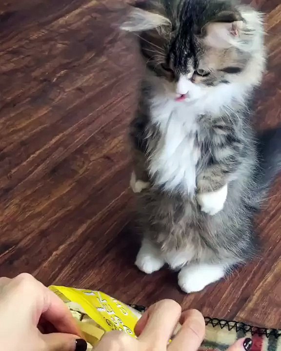 A kitten begging for a treat...