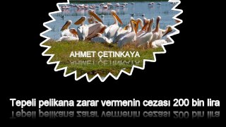 Tepeli pelikana zarar vermenin cezası 200 bin lira