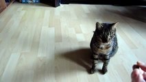 Clickertraining mit Katzen Tutorial: rückwärts gehen