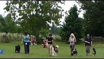 Clickertraining: Weavy Drehung