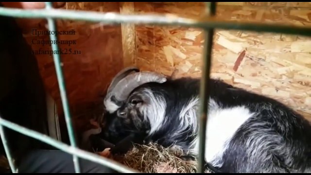 Тимур 31 января 2016 г